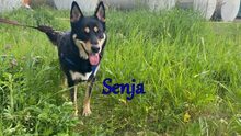 SENJA, Hund, Mischlingshund in Russische Föderation - Bild 8