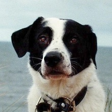 SPECKBERT, Hund, Mischlingshund in Iserlohn - Bild 1