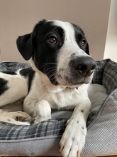 SPECKBERT, Hund, Mischlingshund in Iserlohn - Bild 11