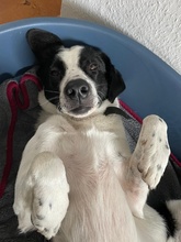 SPECKBERT, Hund, Mischlingshund in Iserlohn - Bild 12