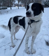 SPECKBERT, Hund, Mischlingshund in Iserlohn - Bild 13