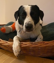 SPECKBERT, Hund, Mischlingshund in Iserlohn - Bild 14