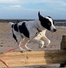 SPECKBERT, Hund, Mischlingshund in Iserlohn - Bild 15