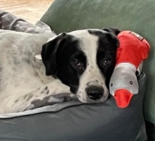 SPECKBERT, Hund, Mischlingshund in Iserlohn - Bild 2