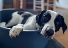 SPECKBERT, Hund, Mischlingshund in Iserlohn - Bild 3