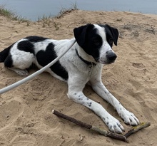 SPECKBERT, Hund, Mischlingshund in Iserlohn - Bild 5