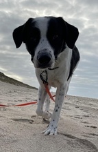 SPECKBERT, Hund, Mischlingshund in Iserlohn - Bild 6