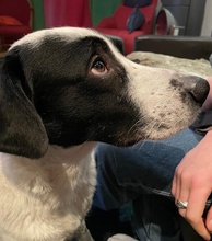 SPECKBERT, Hund, Mischlingshund in Iserlohn - Bild 7