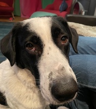 SPECKBERT, Hund, Mischlingshund in Iserlohn - Bild 8