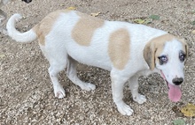 TERENCE, Hund, Mischlingshund in Berlin - Bild 17