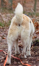 TERENCE, Hund, Mischlingshund in Berlin - Bild 37