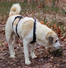 TERENCE, Hund, Mischlingshund in Berlin - Bild 38