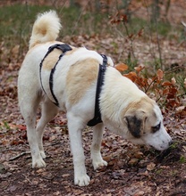 TERENCE, Hund, Mischlingshund in Berlin - Bild 39