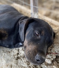 GIL, Hund, Mischlingshund in Griechenland - Bild 3