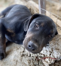 GIL, Hund, Mischlingshund in Griechenland - Bild 4