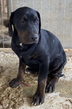 GIL, Hund, Mischlingshund in Griechenland - Bild 8