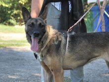 AIDA, Hund, Malinois-Deutscher Schäferhund-Mix in Ungarn - Bild 14