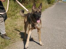 AIDA, Hund, Malinois-Deutscher Schäferhund-Mix in Ungarn - Bild 3