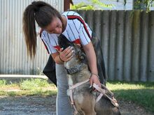 AIDA, Hund, Malinois-Deutscher Schäferhund-Mix in Ungarn - Bild 6