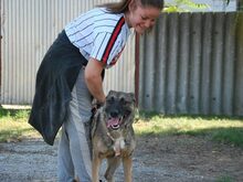 AIDA, Hund, Malinois-Deutscher Schäferhund-Mix in Ungarn - Bild 7