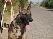AIDA, Hund, Malinois-Deutscher Schäferhund-Mix in Ungarn - Bild 8