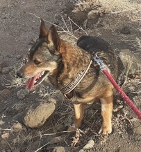COSMO, Hund, Mischlingshund in Winnenden - Bild 12