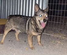 COSMO, Hund, Mischlingshund in Winnenden - Bild 13