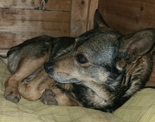 COSMO, Hund, Mischlingshund in Winnenden - Bild 14