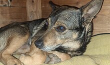 COSMO, Hund, Mischlingshund in Winnenden - Bild 15