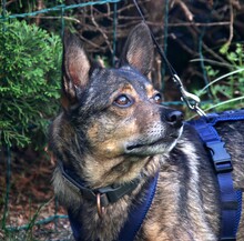 COSMO, Hund, Mischlingshund in Winnenden - Bild 4
