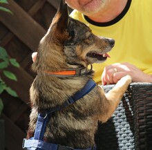 COSMO, Hund, Mischlingshund in Winnenden - Bild 7
