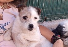 CALMA, Hund, Mischlingshund in Spanien - Bild 1