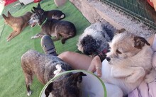 CALMA, Hund, Mischlingshund in Spanien - Bild 2
