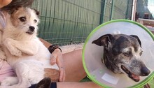 CALMA, Hund, Mischlingshund in Spanien - Bild 3