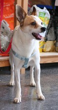 ANTON, Hund, Mischlingshund in Spanien - Bild 3