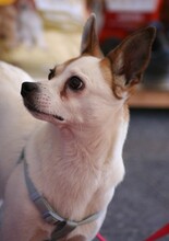 ANTON, Hund, Mischlingshund in Spanien - Bild 4