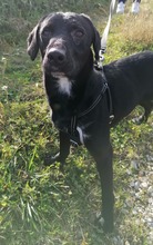 MERKAT, Hund, Mischlingshund in Kroatien - Bild 4