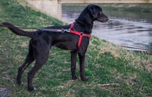 MERKAT, Hund, Mischlingshund in Kroatien - Bild 5