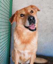PALMERO, Hund, Mischlingshund in Kroatien - Bild 1