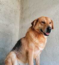 PALMERO, Hund, Mischlingshund in Kroatien - Bild 4