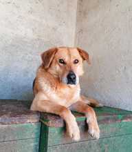 PALMERO, Hund, Mischlingshund in Kroatien - Bild 7