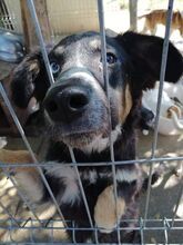 HASHY, Hund, Karakachan in Bulgarien - Bild 1