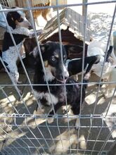 HASHY, Hund, Karakachan in Bulgarien - Bild 2