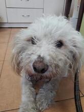 BILLY, Hund, Mischlingshund in Rumänien - Bild 3