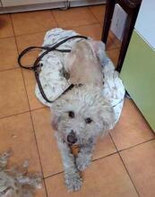 BILLY, Hund, Mischlingshund in Rumänien - Bild 4