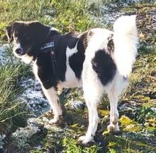MAKI, Hund, Mischlingshund in Weilerswist - Bild 24