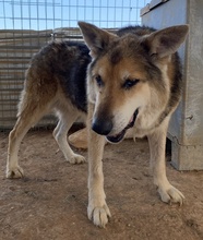 EWALD, Hund, Mischlingshund in Griechenland - Bild 11