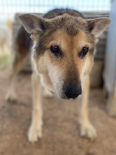 EWALD, Hund, Mischlingshund in Griechenland - Bild 3