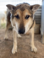 EWALD, Hund, Mischlingshund in Griechenland - Bild 4