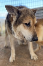 EWALD, Hund, Mischlingshund in Griechenland - Bild 5